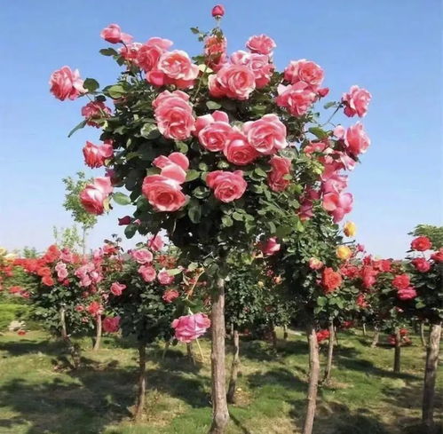 嫁接法的优缺点