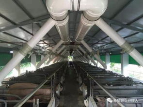 断奶母猪不发情原因及防治策略