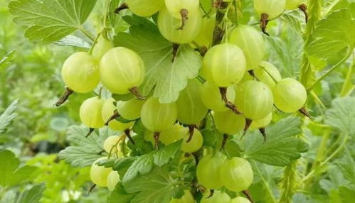 生长环境：选对地方