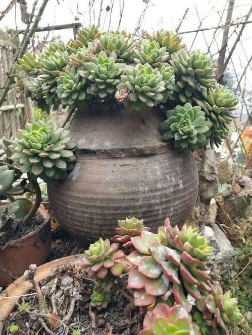 室内植物的绿色选择