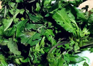 春季3~4月播种，蕞佳时机别错过