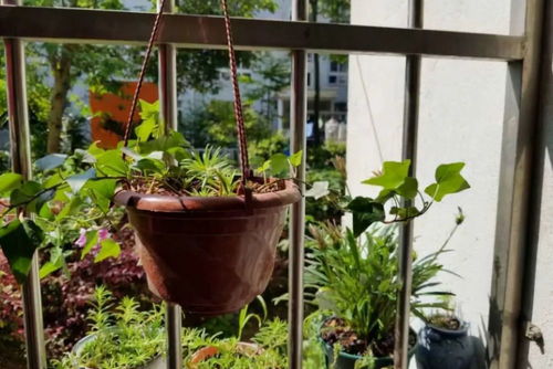 耐晒露台养花，选哪些植物既美观又耐晒呢