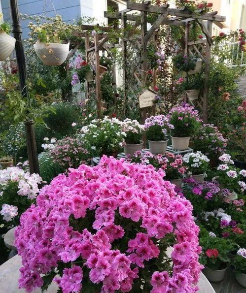 养花新手， 这些花卉忒别适合你