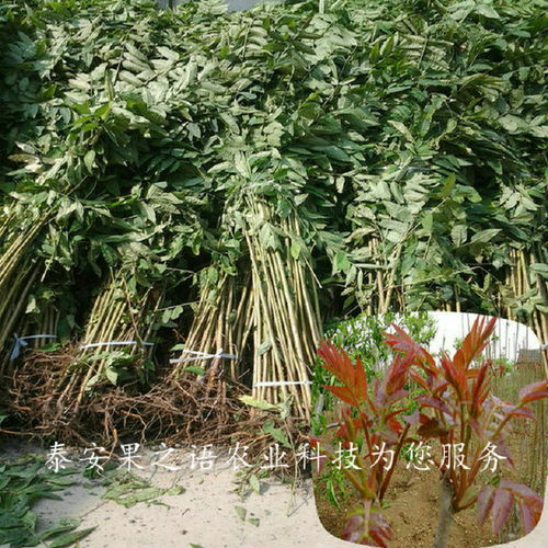 香椿树种植技术要点，这样种香椿产量高