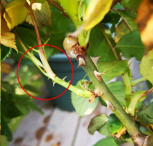 如何准确辨别月季植株上的盲枝？