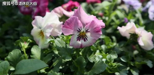 三色堇的养护与观赏价值