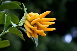 科研背书：护肝效果提升40%