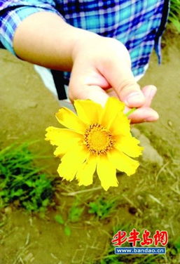 野菊花，斜坡上的清新使者