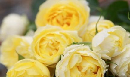 磷酸二氢钾的使用， 促进开花好帮手