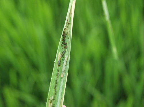 打毒死蜱后多久见效？