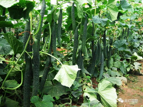 泰国小苦瓜种植技巧：高效花卉栽培指南