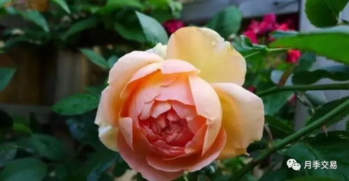 金丝雀， 金灿灿的