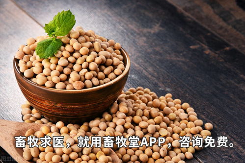 湛江豆粕价格表显示，纯豆粕100斤价格是多少？