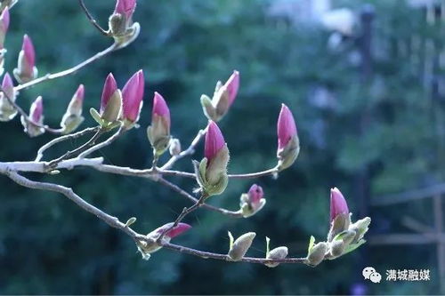 春回大地， 玉兰抽芽忙