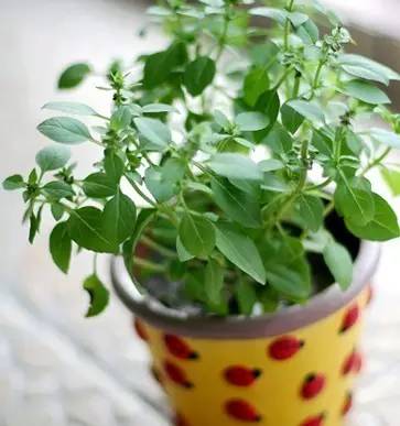 不同水源，出芽率不同