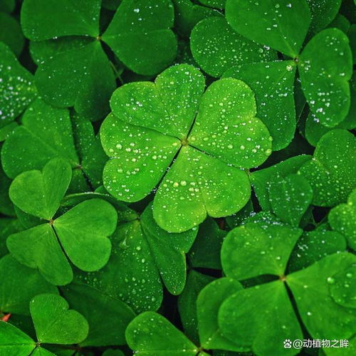 四叶幸运草的寓意和传说中，为什么它象征着幸运和幸福