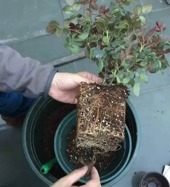 养根是关键，须根越多越健康