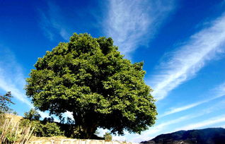 云南高海拔山区种植牧草的小秘密