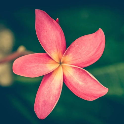 朵花与审美传统