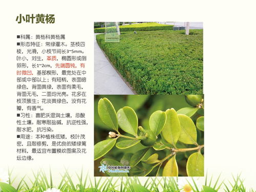 地膜和秸秆：冬季的保护伞