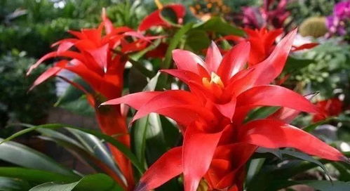 精品品种， 价格不菲