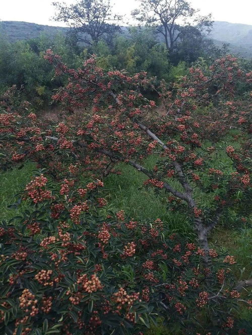 花椒树冬季修剪技术有哪些要点，如何进行冬季管理以促进来年丰收