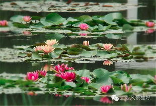 夏日风情， 睡莲与鲜花的绝妙搭配