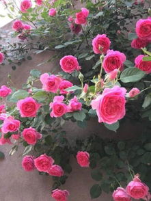 红色光芒月季的花瓣为什么这么鲜艳呢？