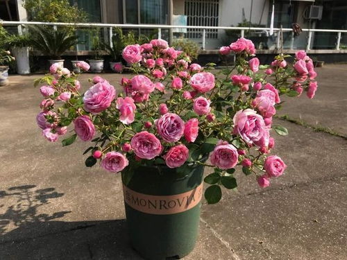 选择品种要合适