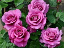 月季花的种植时机