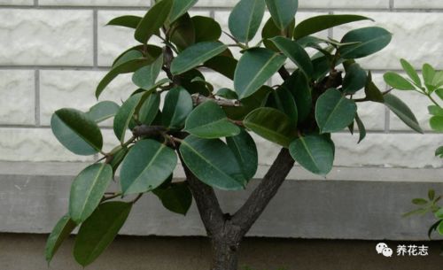 肥害防治，这些小窍门你得试试