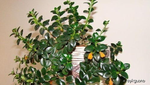 金鱼吊兰栽培指南：简单易学，快速成花！