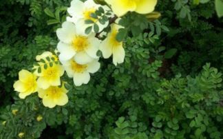 棣棠花的灿烂笑容