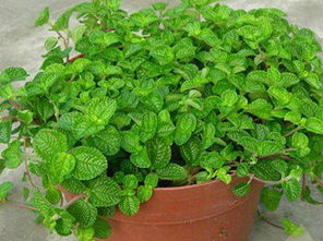 防蚊虫妙招：薄荷和驱蚊草