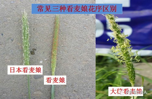 除草锤， 新式武器