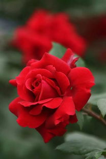 月季花：月季花色丰富