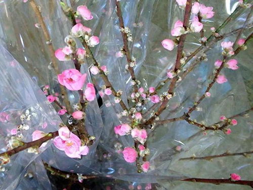 春天桃花开？常见花期都在这了