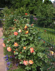 花开花落，色彩斑斓