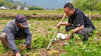 高山土豆种植，防病虫害