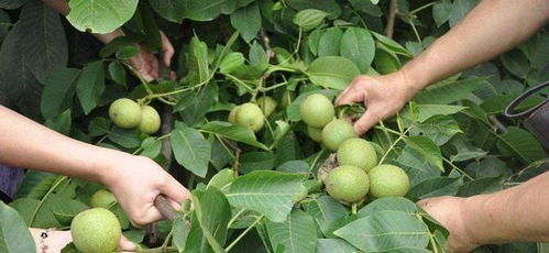 科学防护机制：如何有效防止病虫害入侵