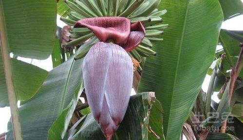 香蕉花的神秘面纱