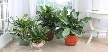 四季海棠种植指南：室内观赏植物安全养殖全攻略！