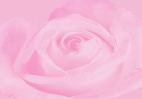 月季花色彩大集合，挑战集齐十种颜色的大神级玩家！