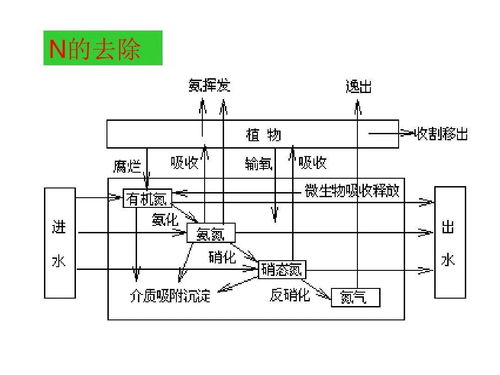 人工湿地的神奇魅力