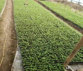 三月份种菜指南：益阳地区蔬菜种植小贴士