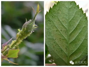 施肥，要讲究方法