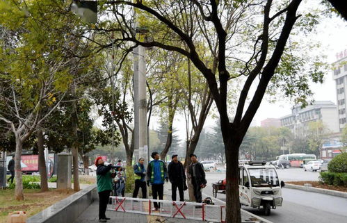 城市行道树选树指南：美观耐修剪的秘密武器