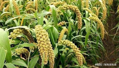 病害影响：产量与品质双降