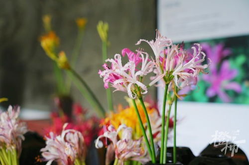 “白花石蒜种植攻略，视频教程，养花必备！”