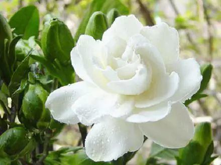 栀子花开，掌握技巧